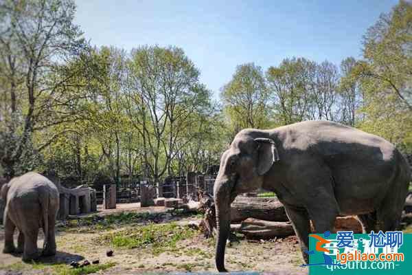 上海動物園和野生動物園哪個好玩？