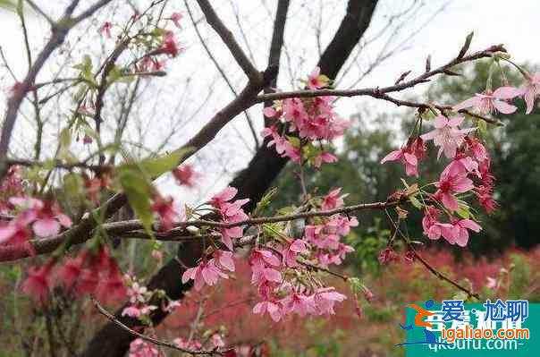 2022桂林南溪山公園櫻花什么時候開？