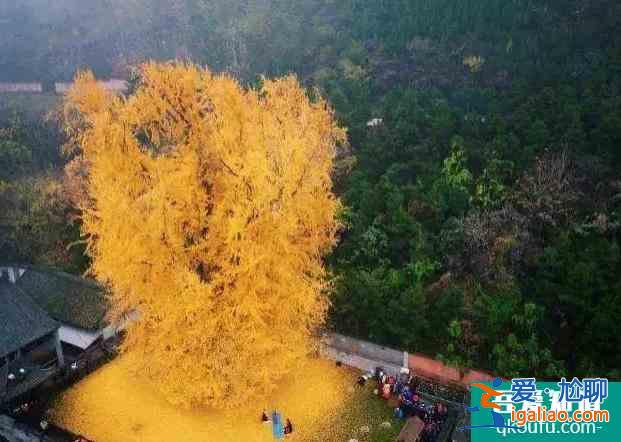 大漠胡楊林景區介紹? 大漠胡楊林景區介紹?