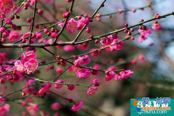 2022長沙橘子洲梅花開了嗎 橘子洲梅花在哪個區域？