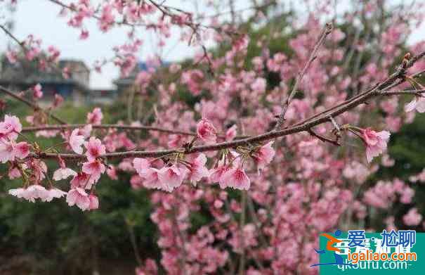 2022桂林南溪山公園櫻花什么時候開？