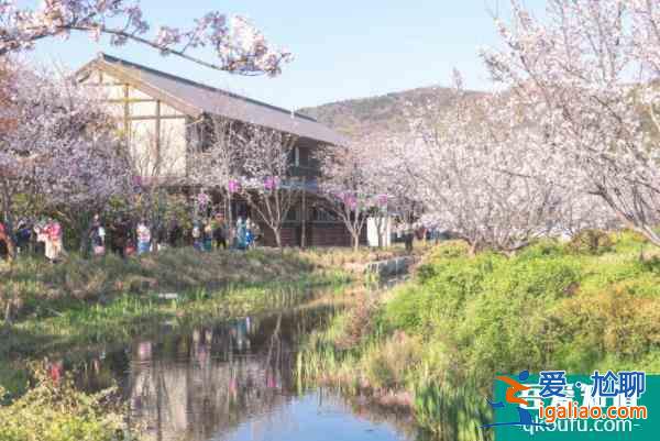 2022無(wú)錫拈花灣最佳觀賞櫻花時(shí)間? 2022無(wú)錫拈花灣最佳觀賞櫻花時(shí)間?