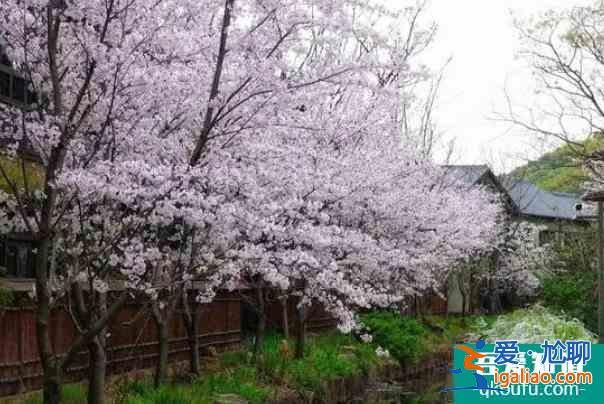 2022無(wú)錫拈花灣最佳觀賞櫻花時(shí)間? 2022無(wú)錫拈花灣最佳觀賞櫻花時(shí)間?