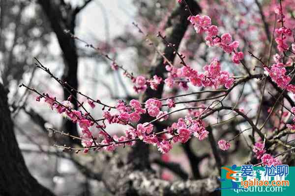 蘇州賞梅好去處盤點 蘇州看梅花哪里比較好？