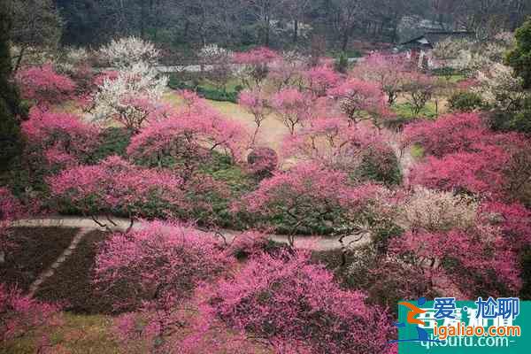 蘇州賞梅好去處盤點 蘇州看梅花哪里比較好？