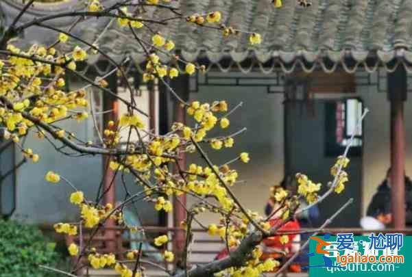 2022南京哪里看梅花最好 雪后看梅花的地方？