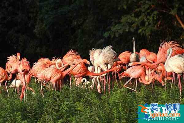 上海野生動(dòng)物園攻略表 各場(chǎng)館展示時(shí)間是幾點(diǎn)？
