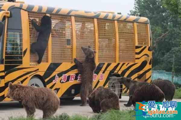 上海野生動物園一日游攻略？