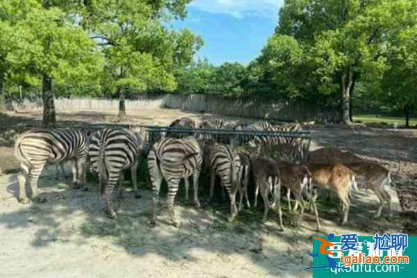 上海野生動物園一日游攻略？