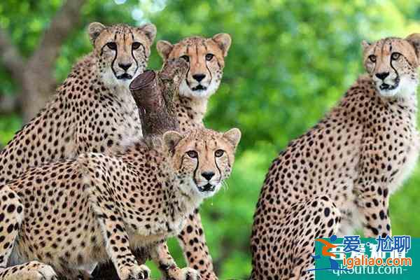 上海野生動(dòng)物園攻略表 各場(chǎng)館展示時(shí)間是幾點(diǎn)？