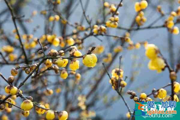 重慶春節(jié)一日游去哪里好玩？