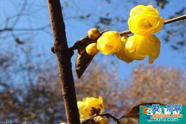 2022杭州臘梅花什么時(shí)候開 杭州臘梅花觀賞地？