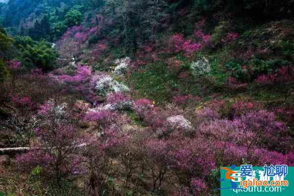 成都看梅花哪里比較好？