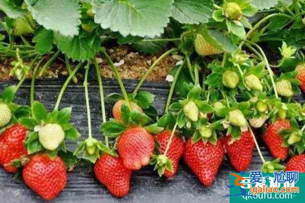 成都冬天哪里可以摘草莓 草莓采摘攻略？
