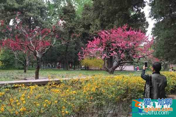 北京天壇公園門票價格 北京天壇公園春季有哪些花？