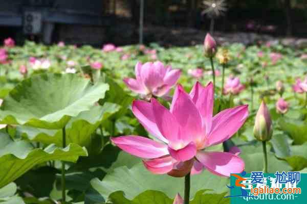 圓明園荷花節開放時間以及游玩攻略介紹？
