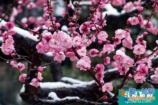 2022重慶看紅梅花的地方在哪里 附賞花時間？