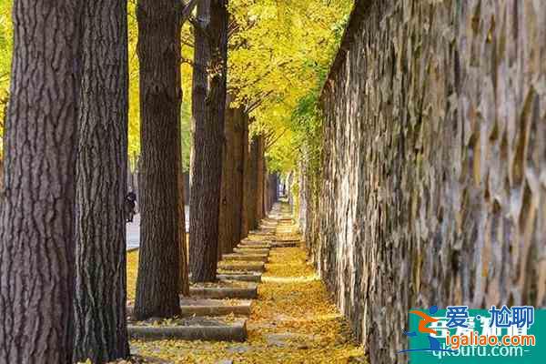 北京圓明園銀杏大道賞銀杏攻略 最佳觀賞期是什么時候? 北京圓明園銀杏大道賞銀杏攻略 最佳觀賞期是什么時候?