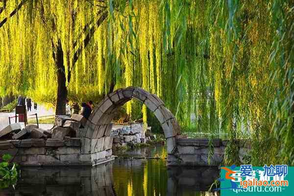 北京圓明園銀杏大道賞銀杏攻略 最佳觀賞期是什么時候? 北京圓明園銀杏大道賞銀杏攻略 最佳觀賞期是什么時候?