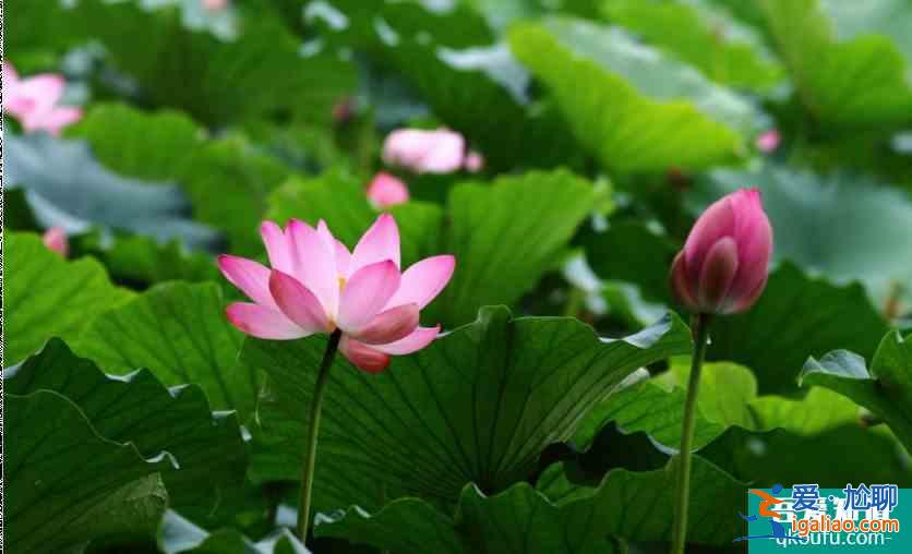 圓明園荷花節舉辦時間和門票價格介紹(附最佳賞荷路線和地點)？