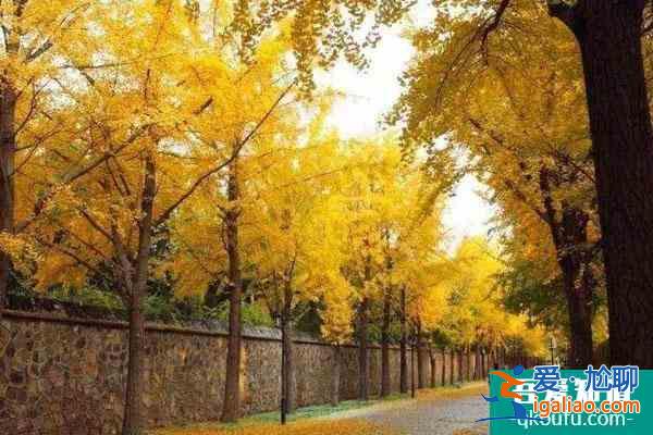 圓明園銀杏大道最佳觀賞期2022 什么時(shí)候變黃？