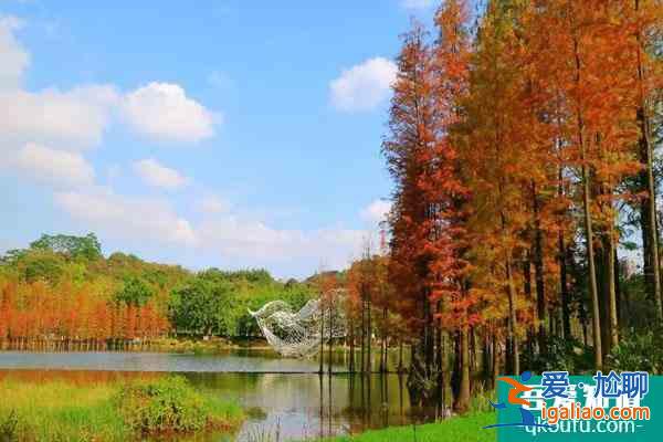 佛山哪里有杉樹林 佛山觀賞杉樹林最佳地點？