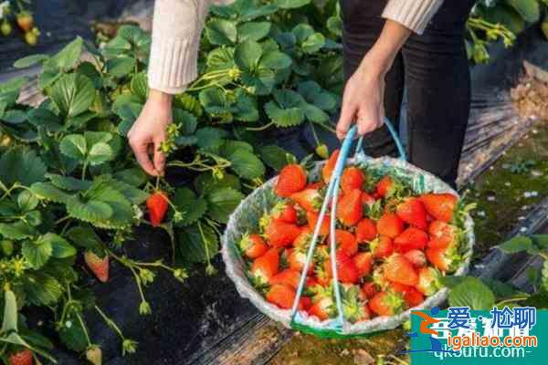 重慶哪有摘草莓的地方2022？