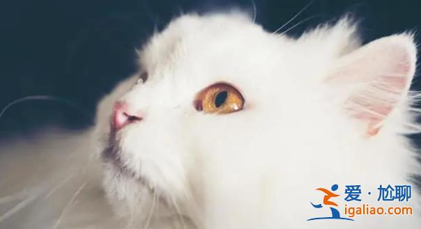 男子擼貓后淋巴結(jié)腫大高燒不退，醫(yī)生建議不可隨意擼貓[男子擼貓]？