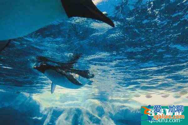 2022受疫情影響天津海昌極地海洋公園暫時閉園通知？