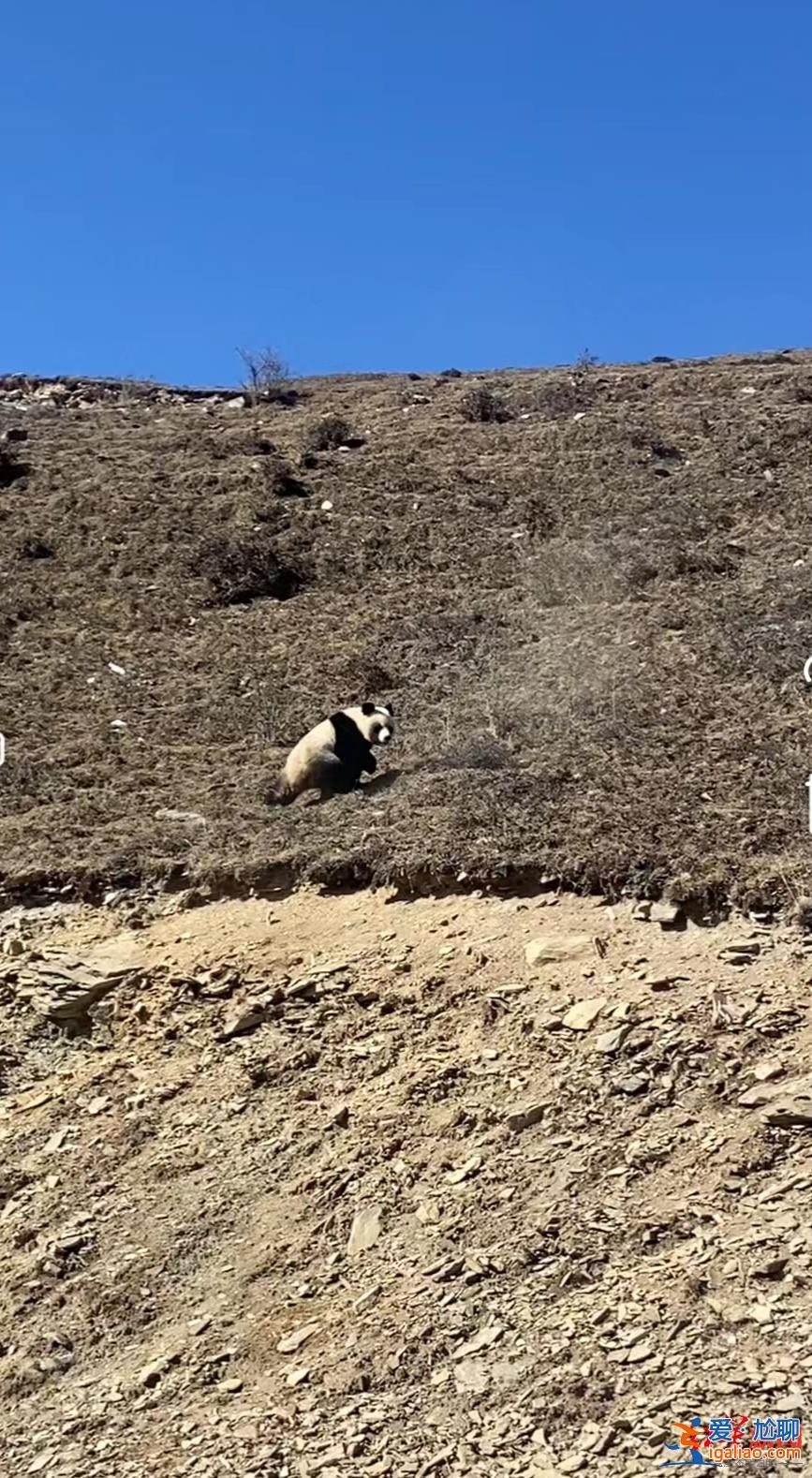 青海發現野生大熊貓？視頻拍攝地實為四川達瓦更扎景區 系村民拍到？