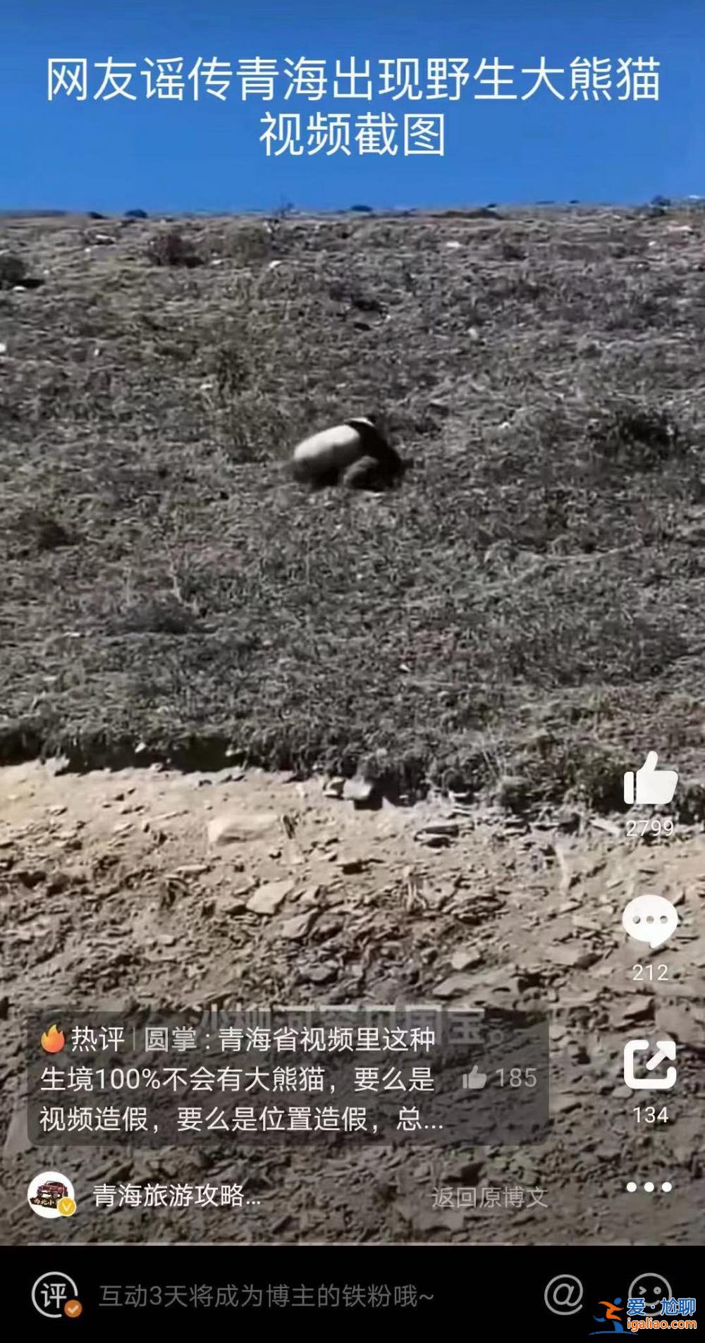 青海發現野生大熊貓？視頻拍攝地實為四川達瓦更扎景區 系村民拍到？