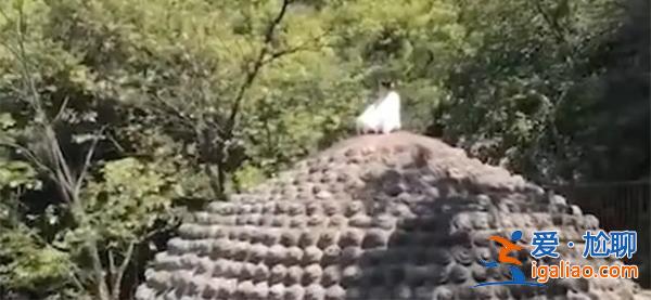 震驚，女子爬上樂山大佛頭頂盤腿打坐[大佛頭頂]？