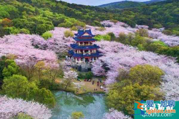 2022無錫黿頭渚櫻花什么時候最好看 黿頭渚櫻花最佳觀賞期？