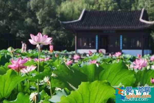 2022杭州西湖賞荷花的地方？