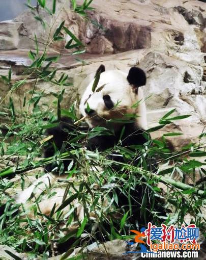 旅美大熊貓“美香”“添添”和“小奇跡”身體健康狀況總體良好？