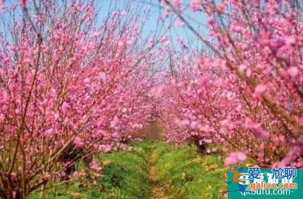 上海春季哪里可以賞花 賞花地點推薦？