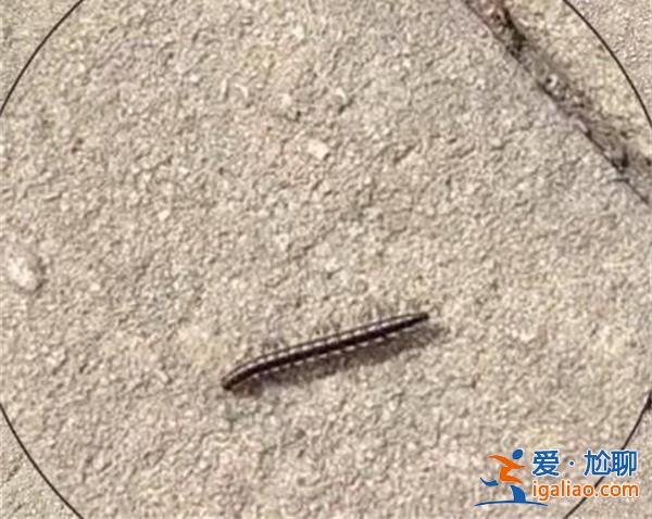 成都升溫千足蟲滿街爬行[千足蟲]？