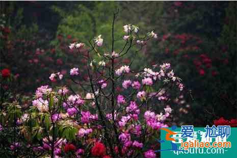 貴州畢節百里杜鵑什么時候去最好? 貴州畢節百里杜鵑什么時候去最好?