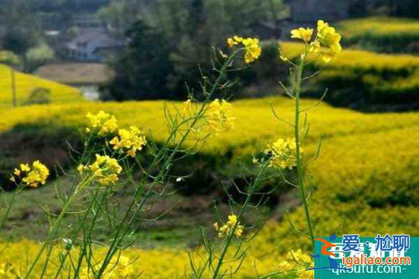 漢中油菜花最佳觀賞時間2022 附最佳觀賞地？