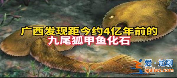 廣西地區發現九尾狐甲魚化石[甲魚化石]？