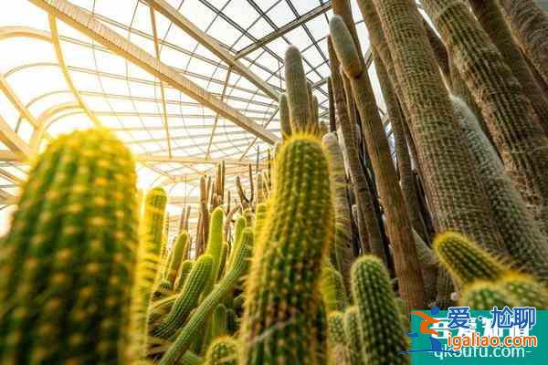 廈門除了鼓浪嶼還有什么好玩的地方2022？