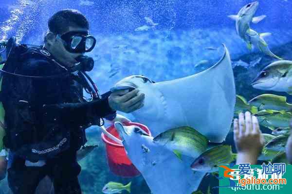 武漢武昌極地海洋公園表演時間？
