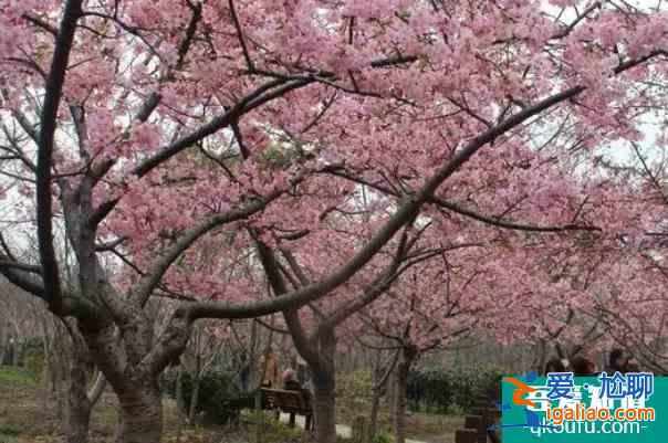 2022上海賞梅去哪里?去公園賞梅？