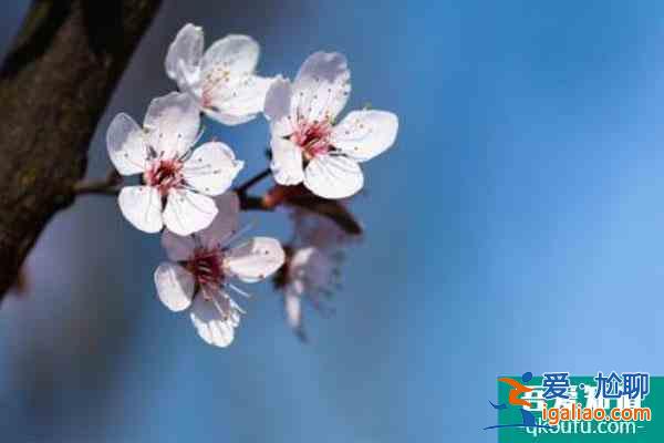 2022貴陽看櫻花好去處 門票價格及交通？