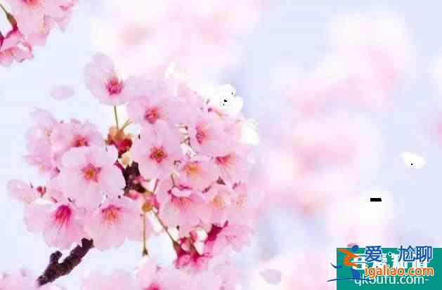 2022南京雞鳴寺櫻花幾月開(kāi) 櫻花南京哪里比較好？