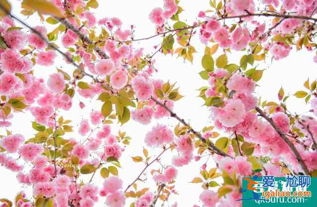 2022南京雞鳴寺櫻花幾月開(kāi) 櫻花南京哪里比較好？