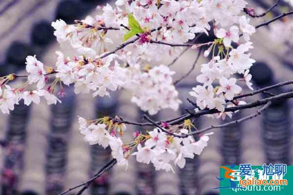 2022無錫免費賞櫻花的地方有哪些 無錫賞櫻勝地推薦？