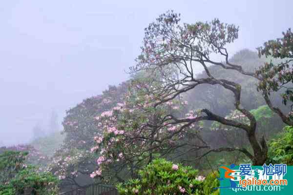 石梁景區、華頂景區2月23日起暫停對外開放？