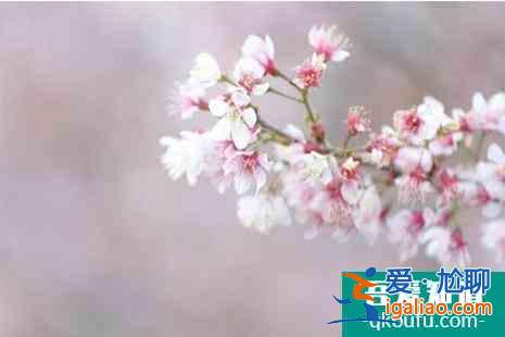 2022上海賞櫻地圖 附櫻花位置? 2022上海賞櫻地圖 附櫻花位置?