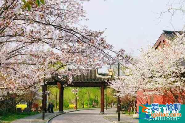 2022上海賞櫻地圖 附櫻花位置? 2022上海賞櫻地圖 附櫻花位置?